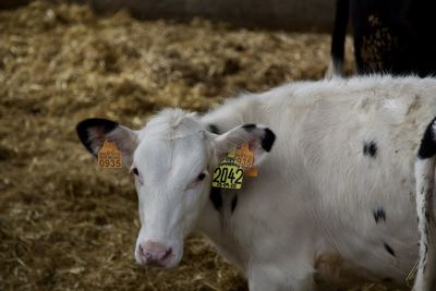 Cow standing in a field