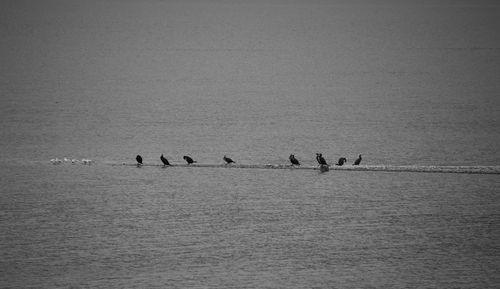 Birds sitting at lake