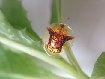 Close-up of insect on leaf