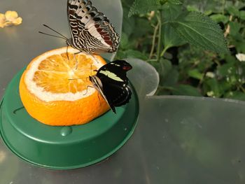 Close-up of orange butterfly