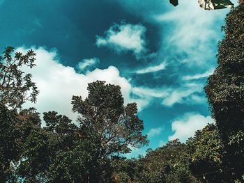 Low angle view of trees against sky