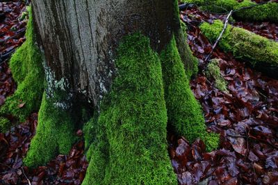 Close-up of moss growing on tree trunk in forest