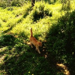 Plants on grassy field