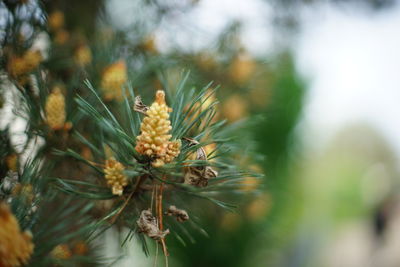 Close-up of flowering plant against blurred background