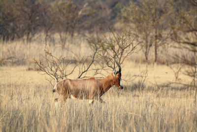 Blesbok in south africa