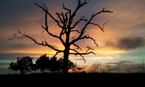 Silhouette of bare tree on field