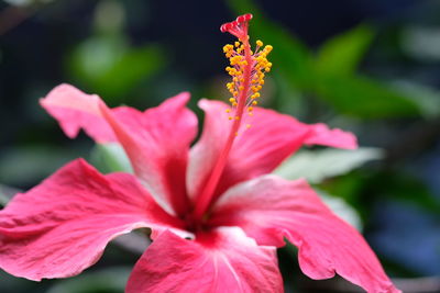 Close-up of pink hibiscus flower