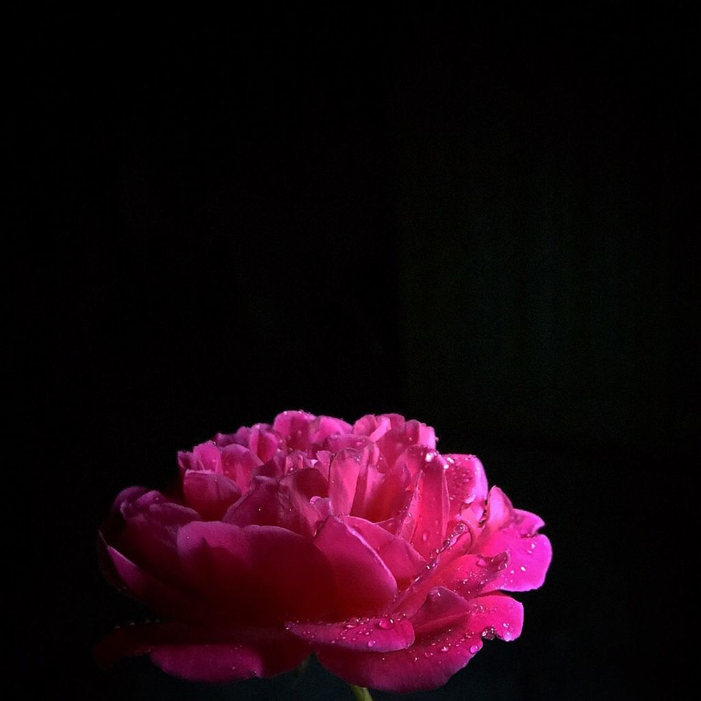 flower, petal, fragility, studio shot, black background, freshness, flower head, beauty in nature, copy space, close-up, pink color, night, nature, growth, blooming, rose - flower, drop, single flower, plant, in bloom