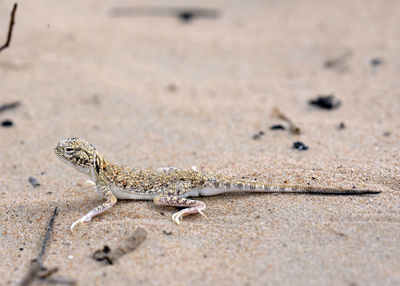 Lizard on sand at beach