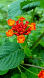 Close-up of red flowers blooming outdoors