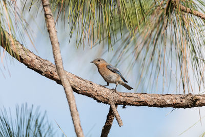 Fledgling female eastern bluebird sialia sialis perches on the trunk of a tree in naples, florida