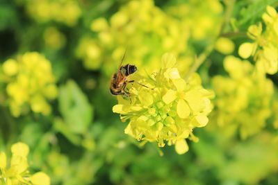 Close-up of bee pollinating on yellow flower