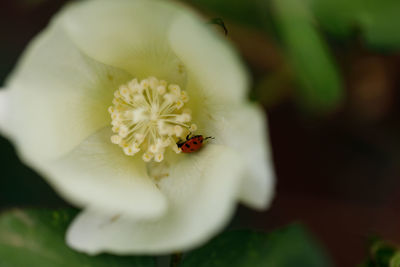 Close-up of bee pollinating on white flower