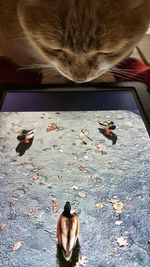 Cat looking at mallard ducks in digital tablet