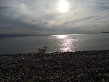 View of seagulls on beach during sunset