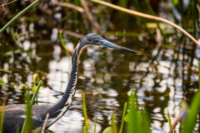 View of a bird