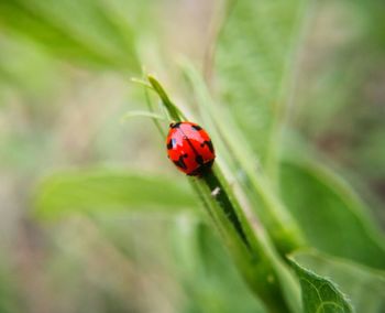 Close-up of ladybug on leaf