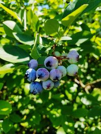 Close-up of berries growing on tree