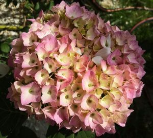 Close-up of pink flowers