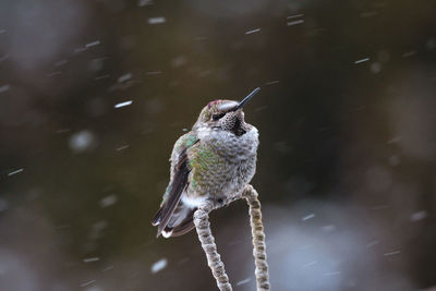 Close-up of hummingbird drinking water