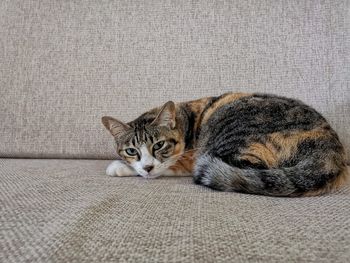 Portrait of a cat resting on sofa