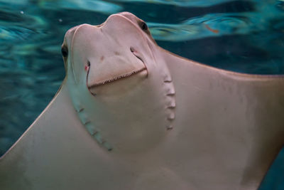 Close-up of turtle in swimming pool