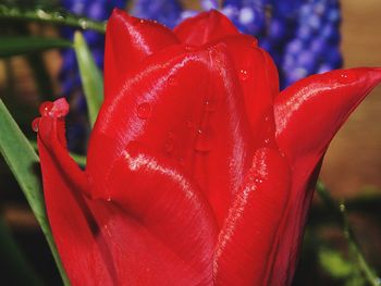 Close-up of wet red rose flower