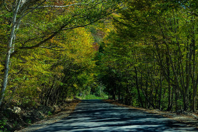 Road amidst trees in forest during autumn