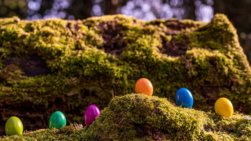 Close-up of multi colored stones