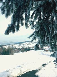 Trees on snow covered landscape