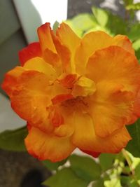 Close-up of yellow flowering plant