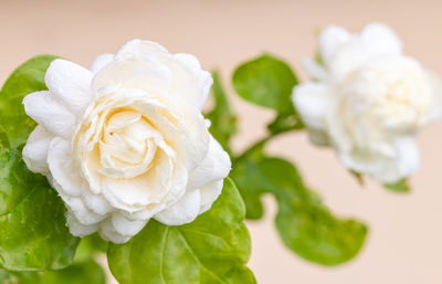 Close-up of white jasmine
