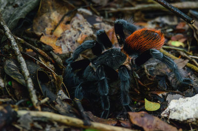 Close-up of spider