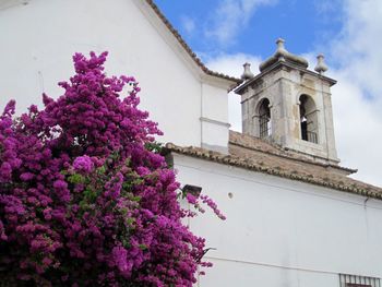 Low angle view of purple flowering plant by building against sky