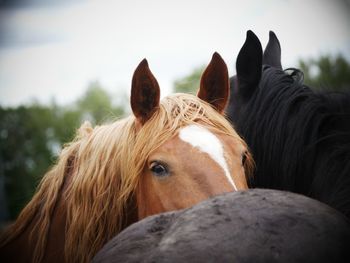 Close-up of horse against sky