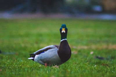 View of duck on field