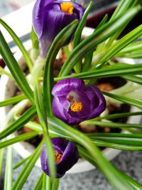 Close-up of purple crocus blooming outdoors