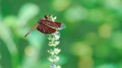 Close-up of butterfly on flower