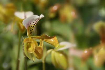 Close-up of white lily on plant