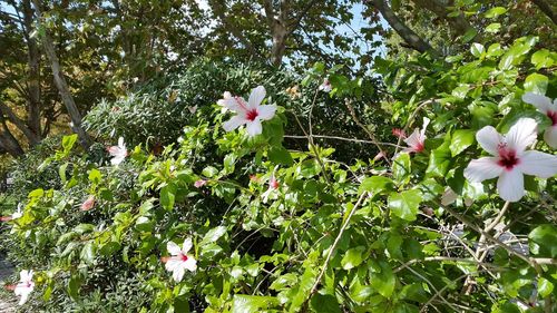 Close-up of white flowering plants against trees