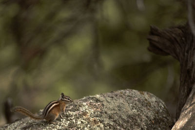 Close-up of lizard