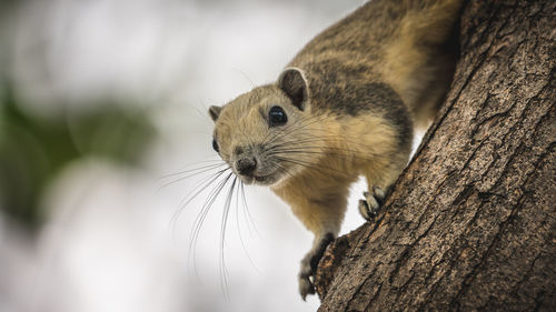 Close-up of squirrel on tree trunk