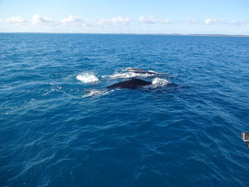 Fish in sea against sky