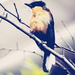 Close-up of bird perching on wall