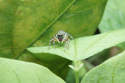 Close-up of spider on leaf