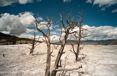 Bare tree on desert against sky