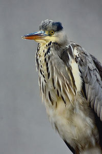 Close-up of a bird