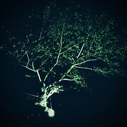 Full frame shot of wet tree against black background