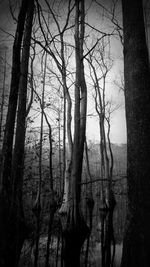 Bare trees against sky