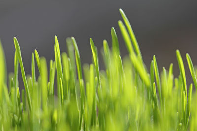 Cultivation of wheatgrass